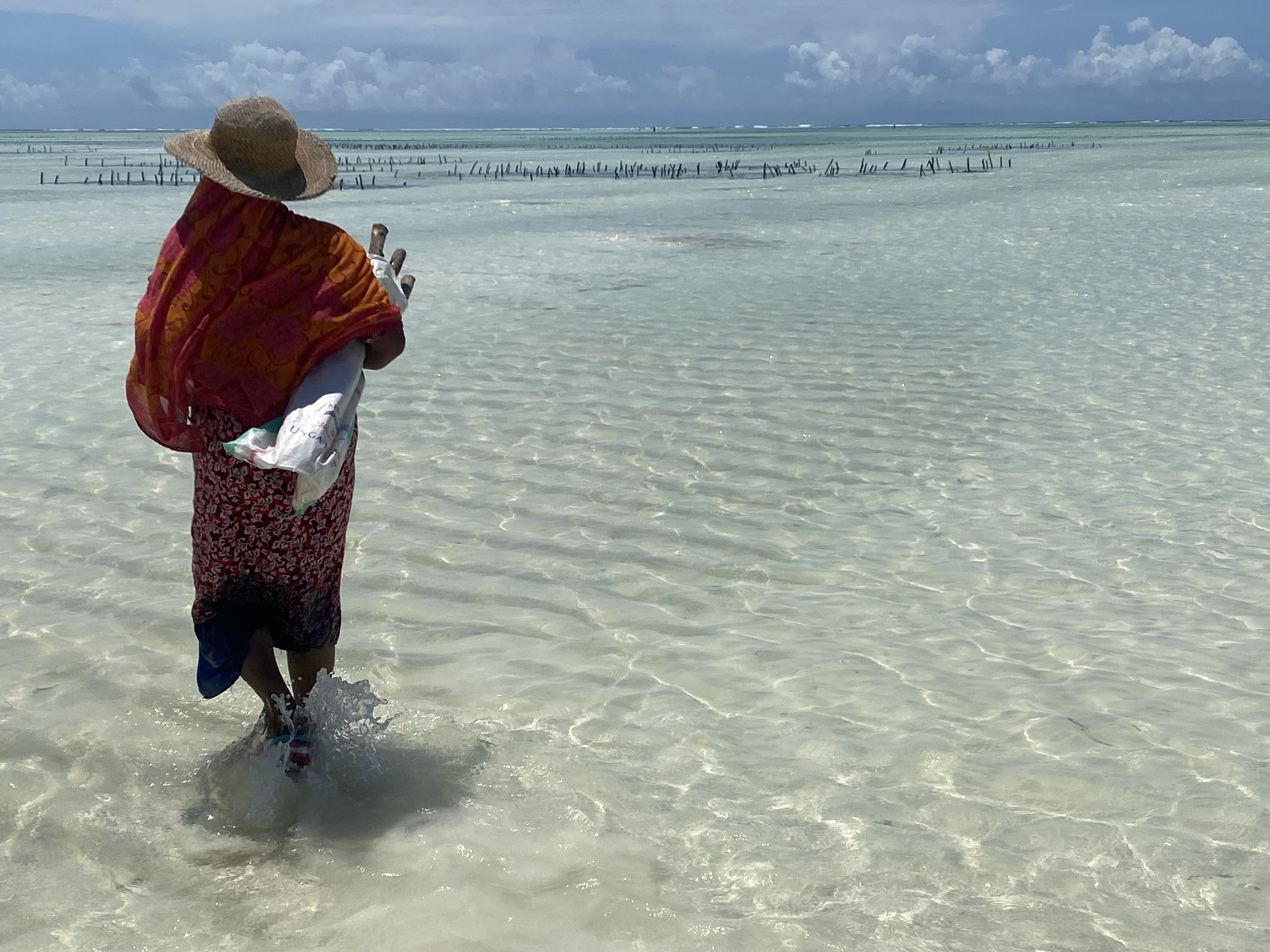 Woman harvest in the shallows of the ocean