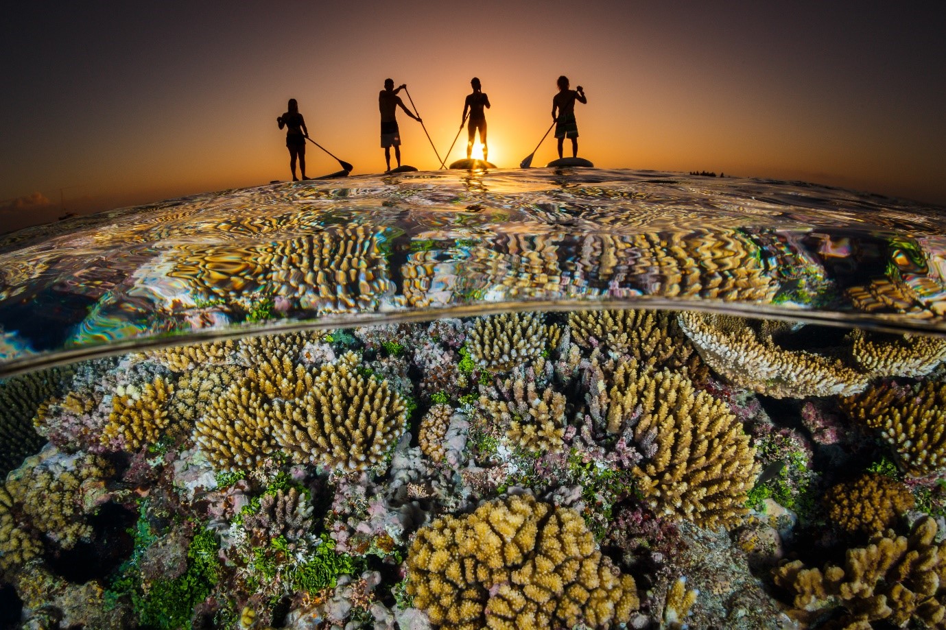 image of paddle boarders over a coral reef at sunset