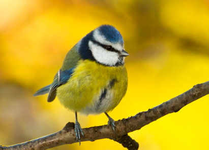 blue tit