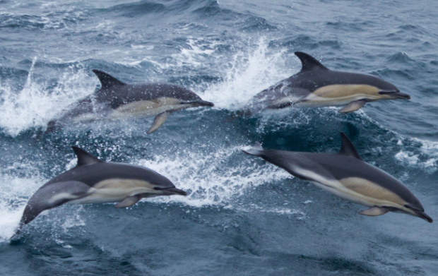 image of four dolphins jumping out of the ocean