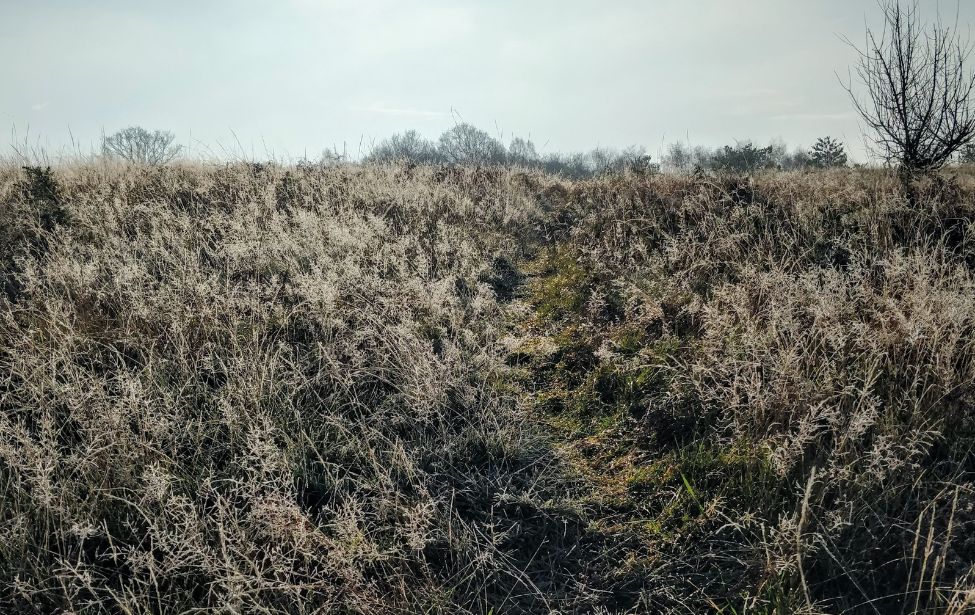 A rough path through a frosty field.