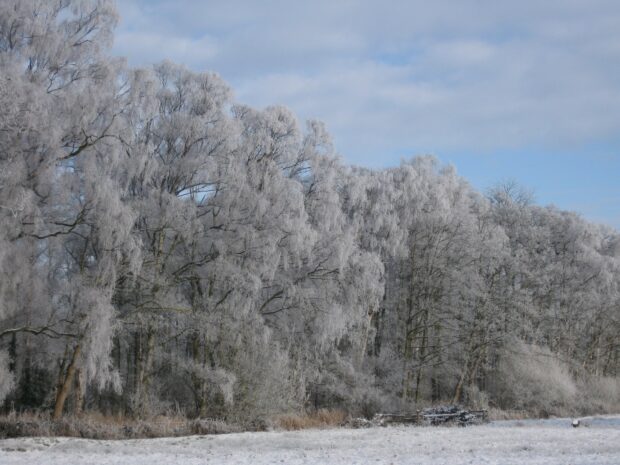 Image of frozen birch trees