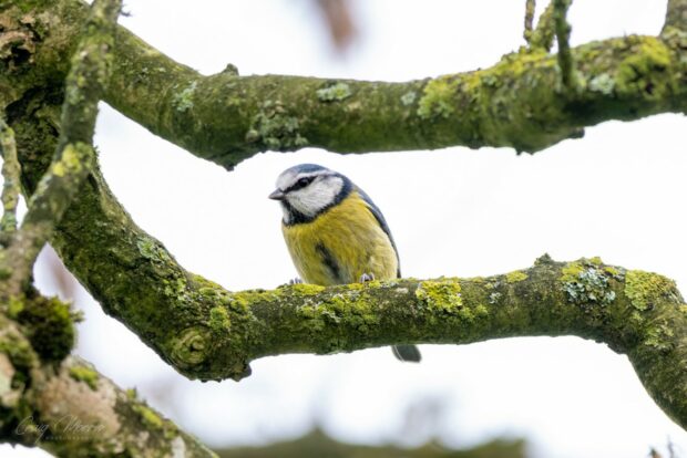 Image of a blue tit resting on a tree