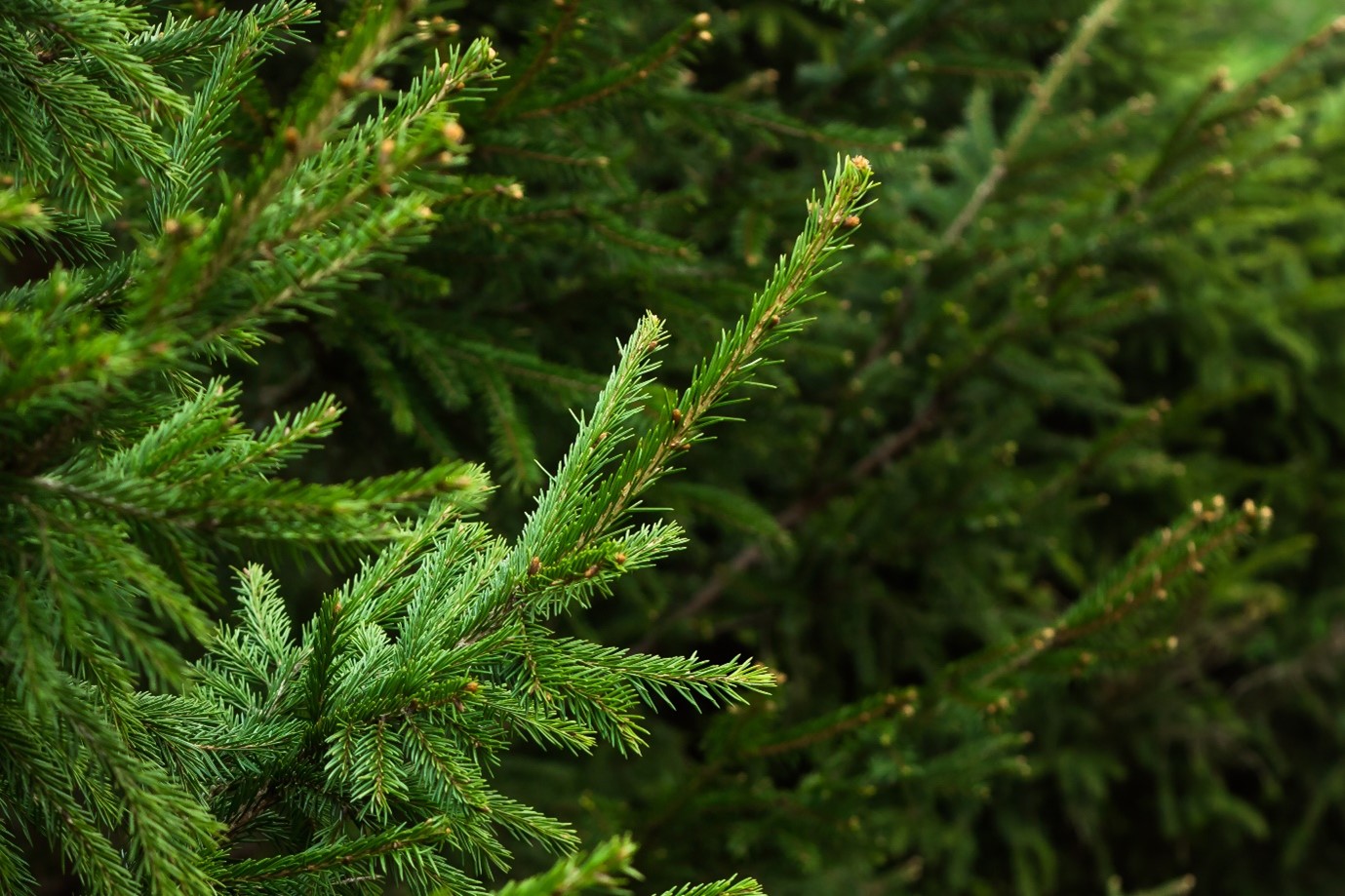 Image of tree branches