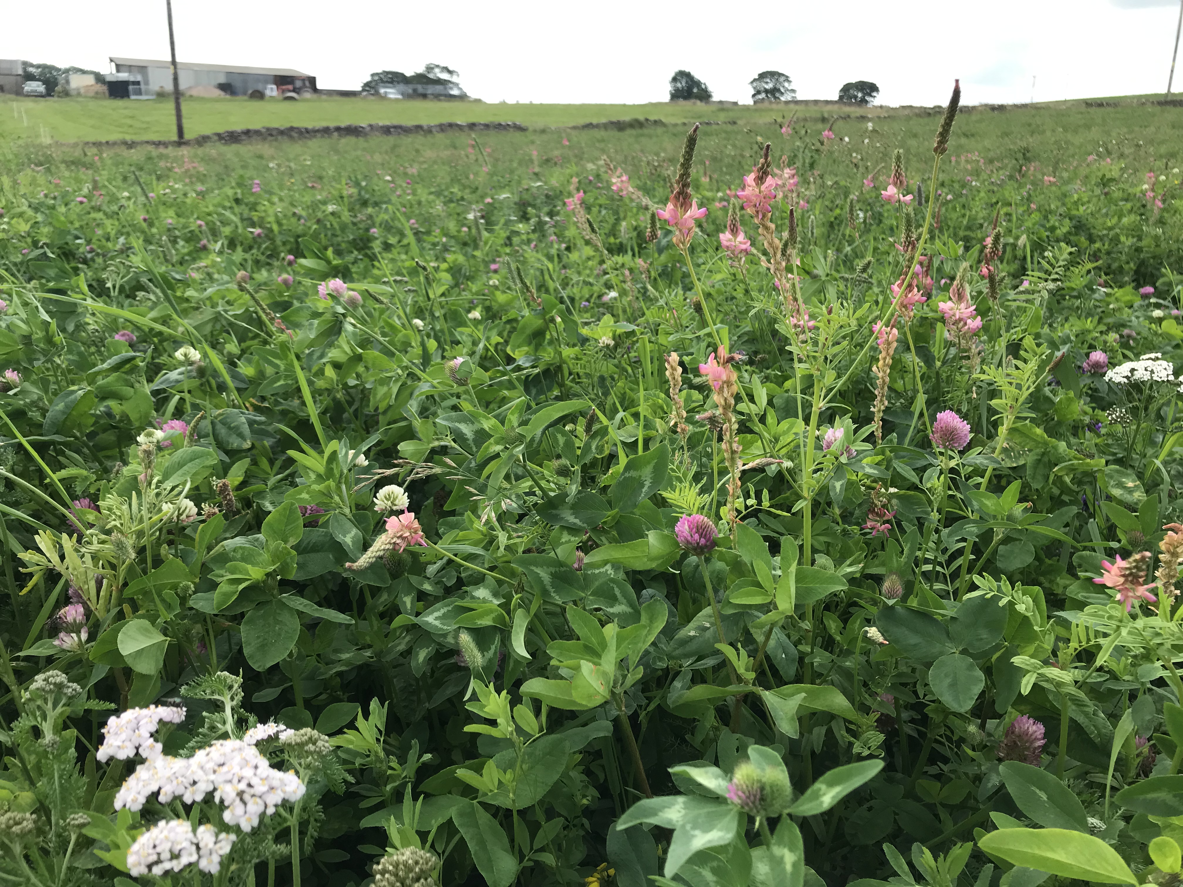 image of herbal ley plant.