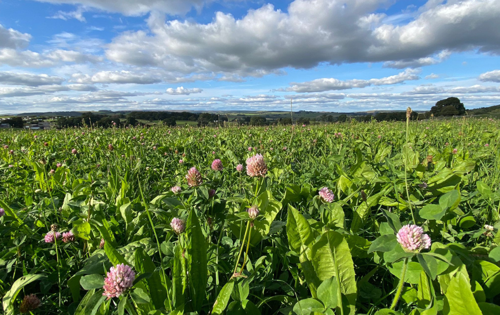 Field of herbal leys with the sky in the background