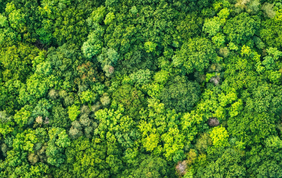 aerial shot of a forest canopy