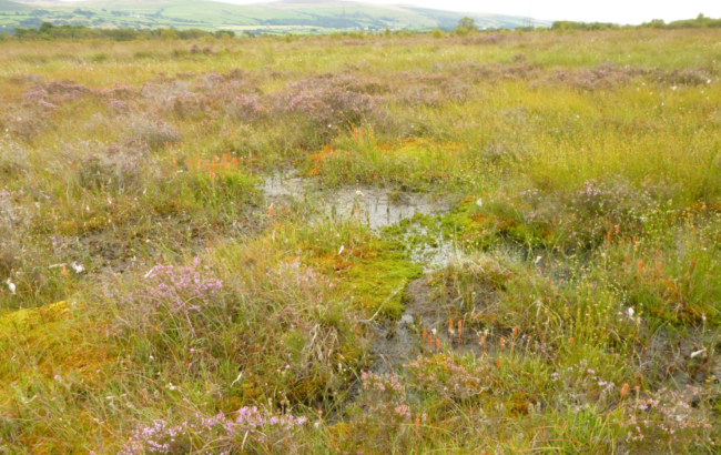 image of colourful flowers in amongst moss