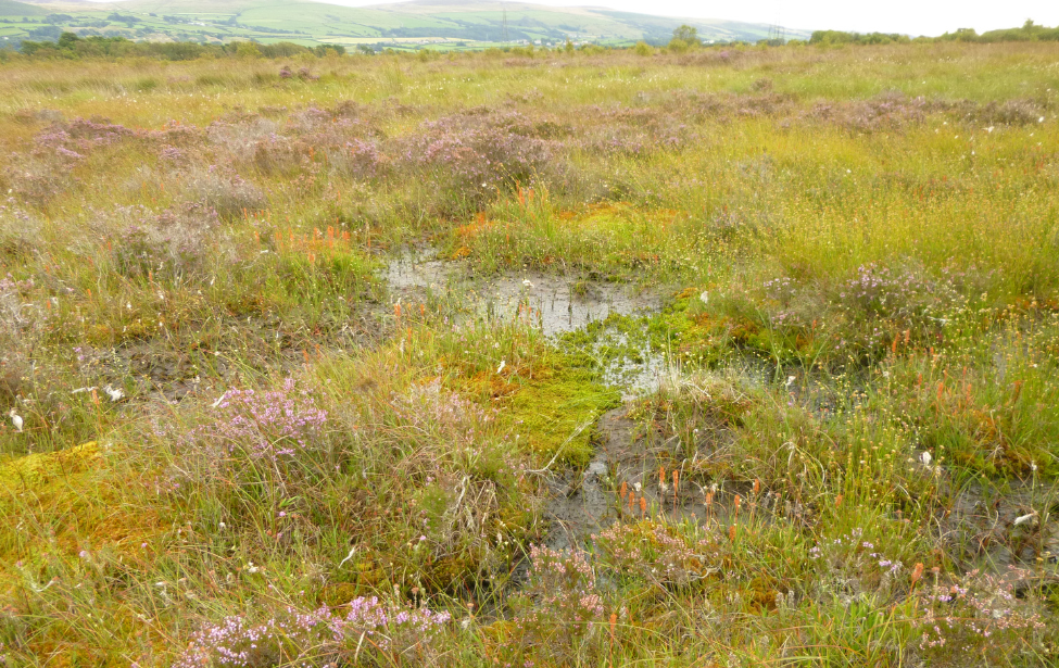 image of colourful flowers in amongst moss