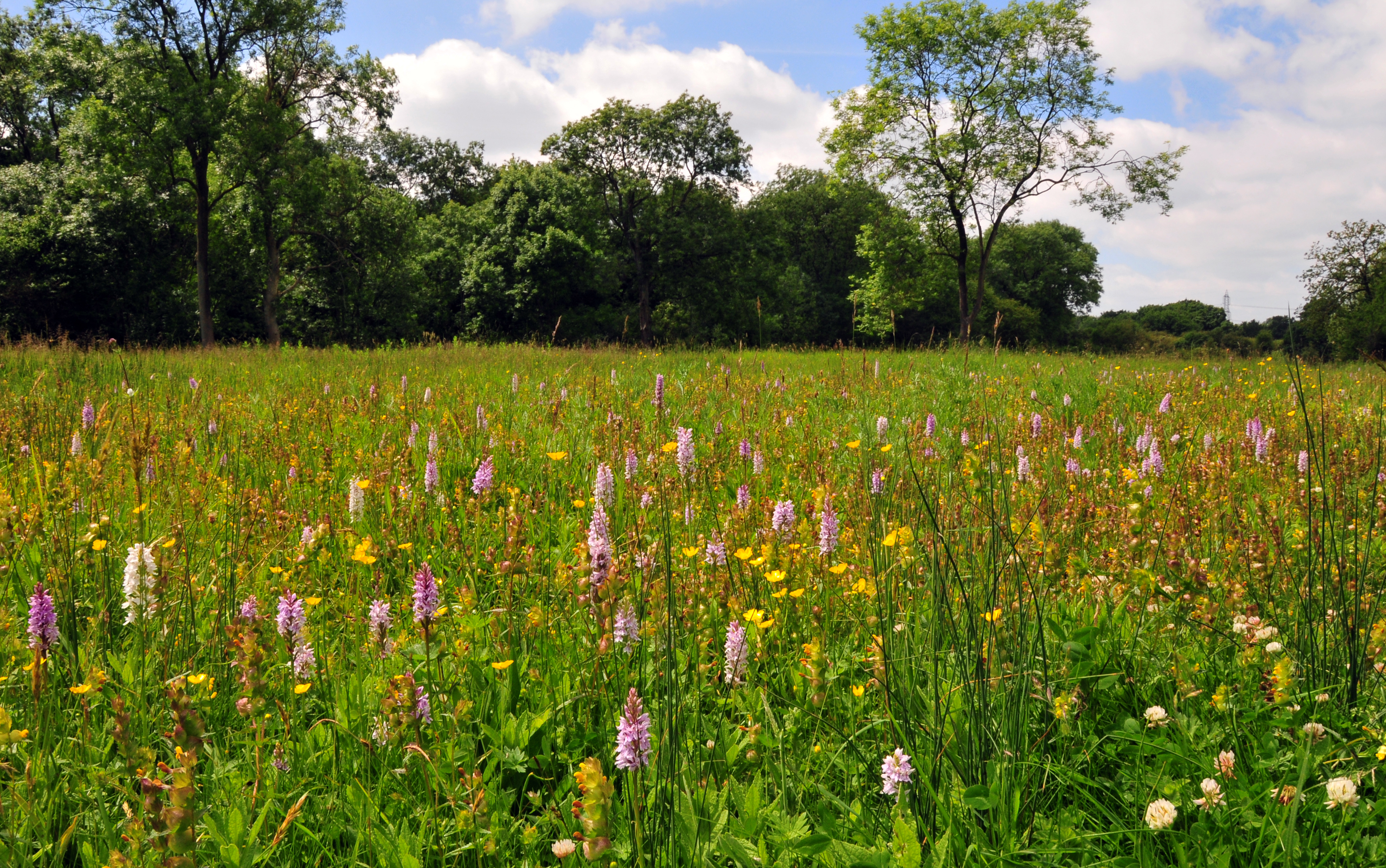 Marsh field of colourful orchards
