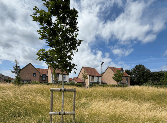 Planted sapling in front of housing development.