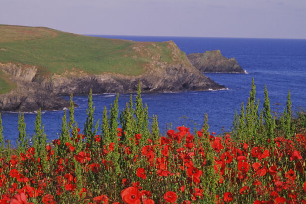 Poppy field overlooking the sea and cliffs