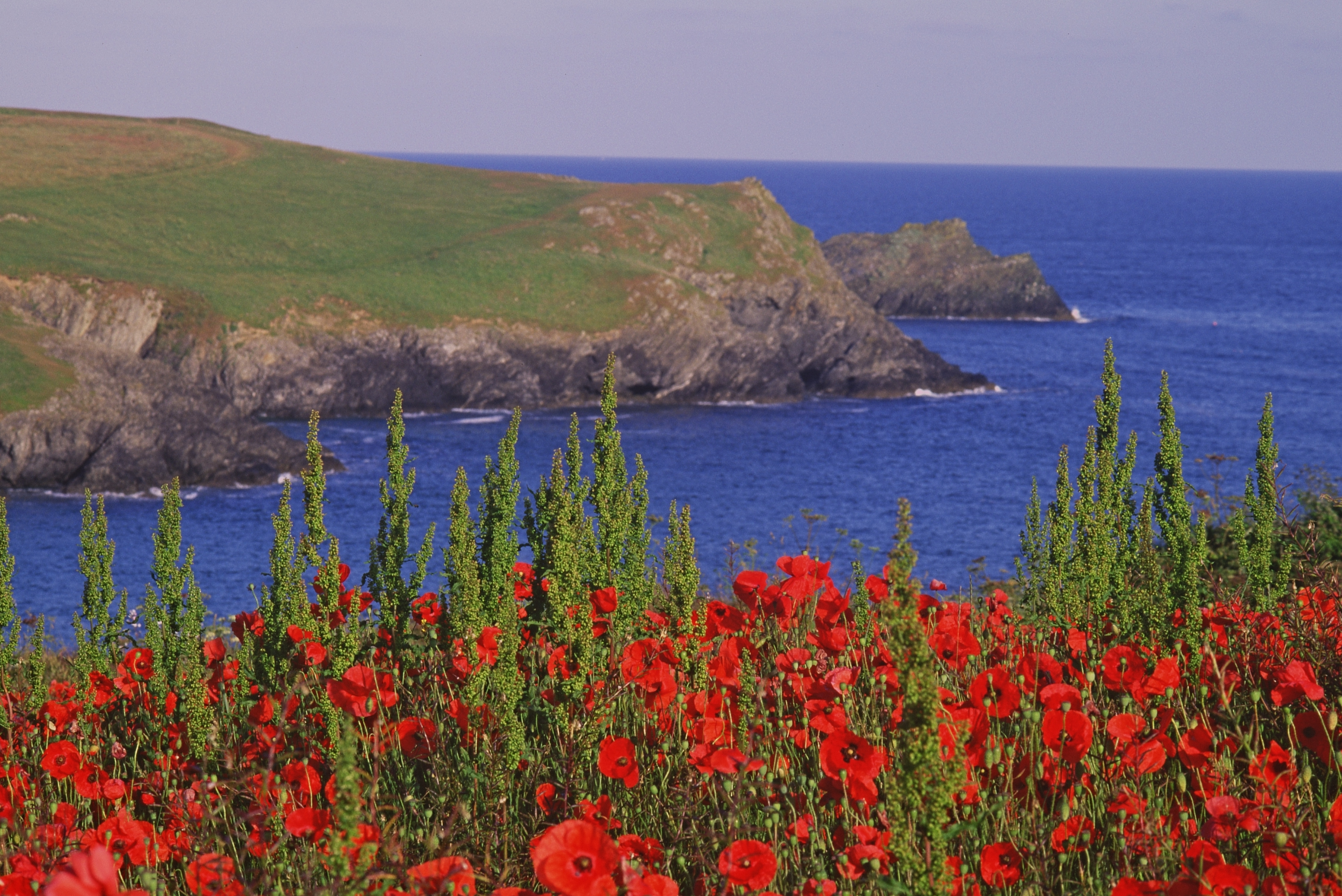 Poppy field overlooking the sea and cliffs