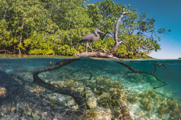 Picture of a mangrove which has two sections - an underwater section and above water, featuring wildlife and trees