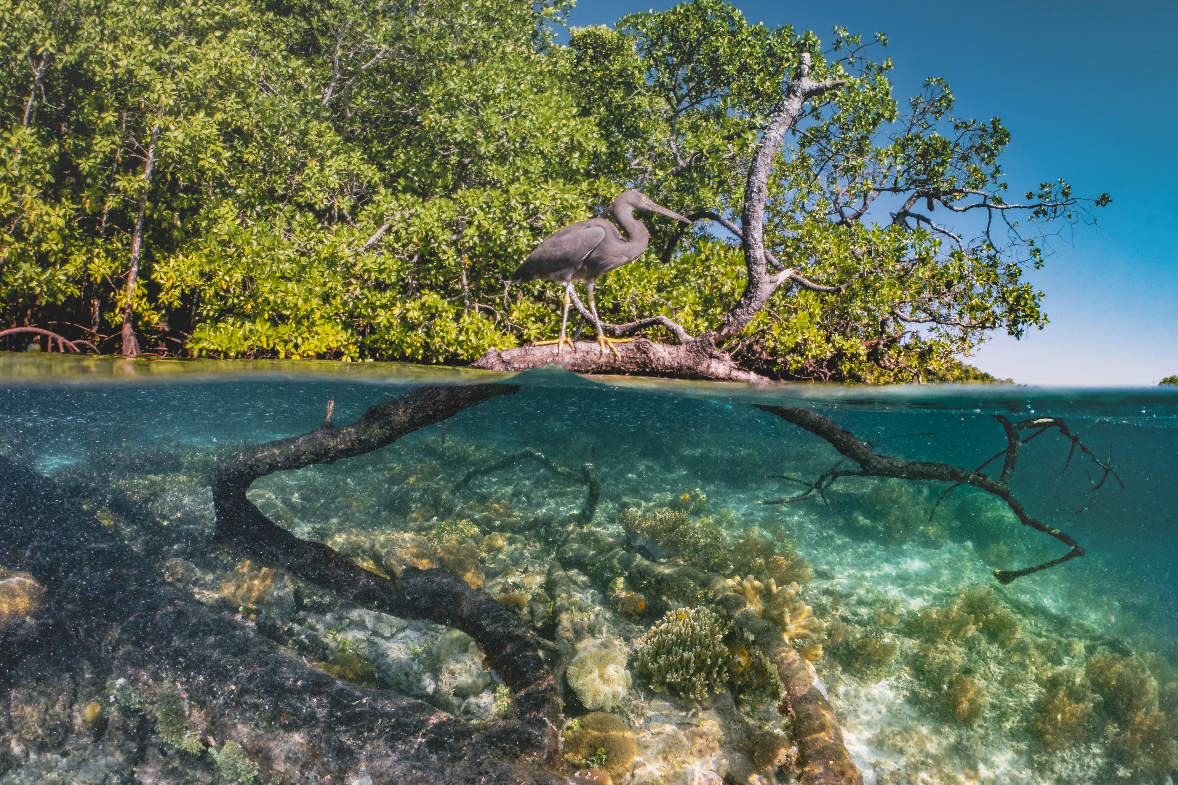 Picture of a mangrove which has two sections - an underwater section and above water, featuring wildlife and trees