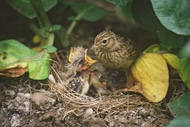 Image of two skylark chicks in a nest, nestled in leafy surroundings.