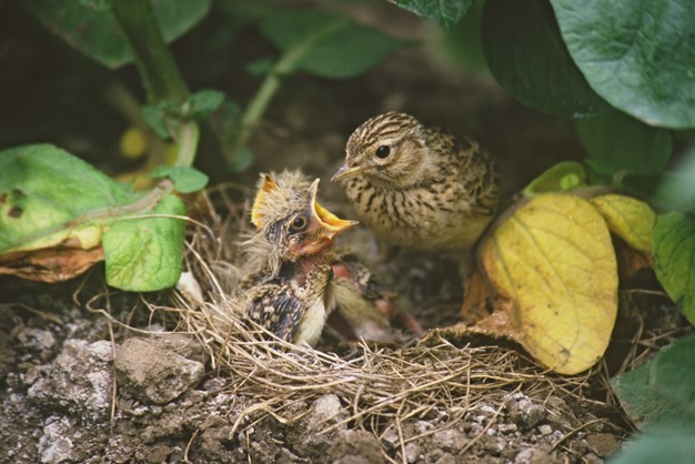Image of two skylark chicks in a nest, nestled in leafy surroundings.