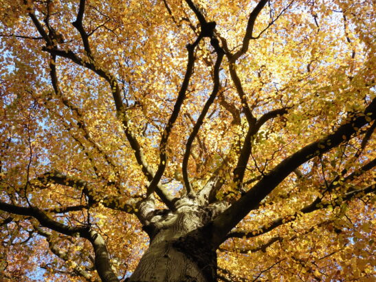 image of orange trees