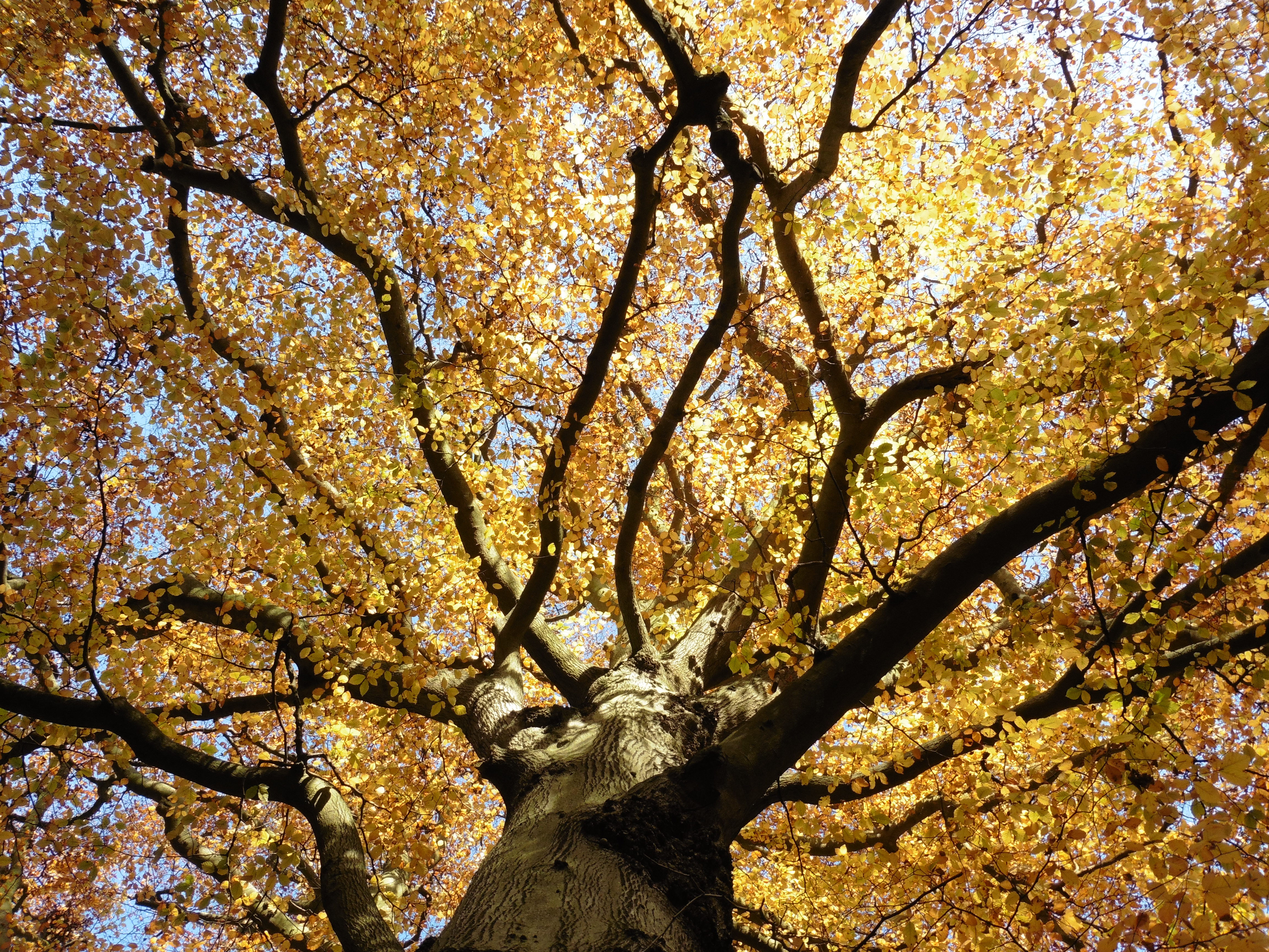 image of orange trees