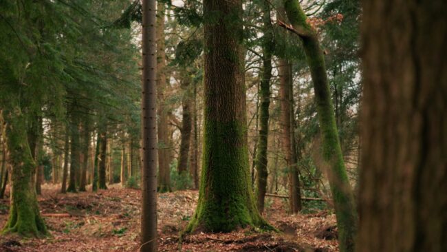 A picture of a woodland