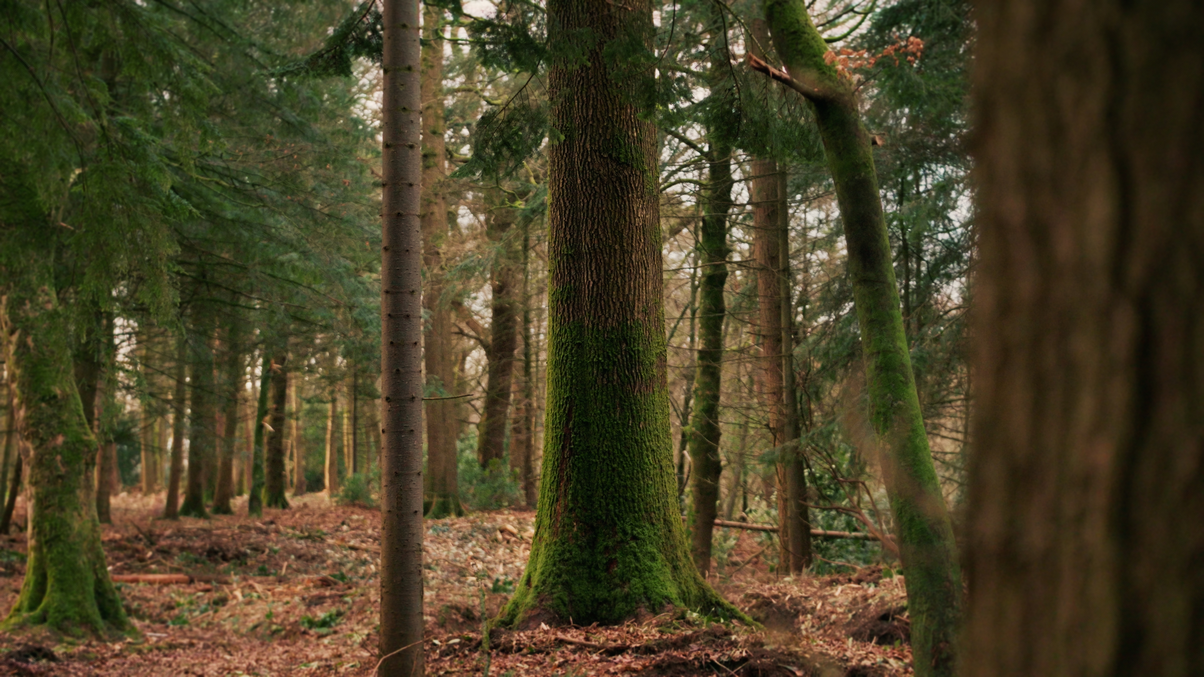 A picture of a woodland