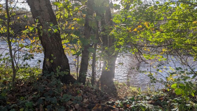 Image of a river behind the trees and a leafy foreground