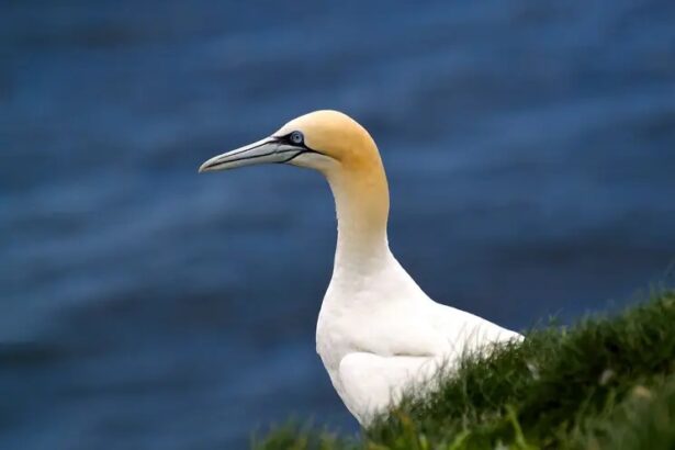 image of a gannet bird