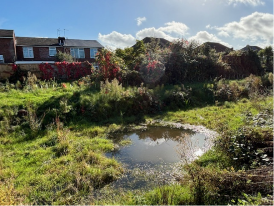 nature rich pond near housing development.