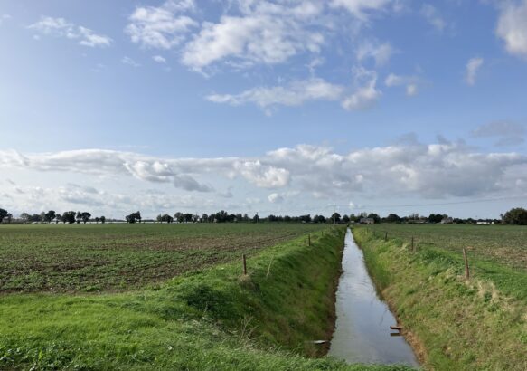 image of peatland, a stream of water amongst greenery