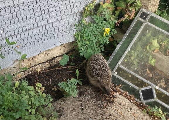 Image of hedgehog moving through fence