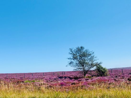 Heather in bloom on the North York Moors, near Goathland