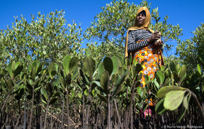 A woman working on a mangrove as part of the Ocean Community Empowerment and Nature (OCEAN) ZSL Northern Mozambique Project. Credit: Nuno Vasco Rodrigues