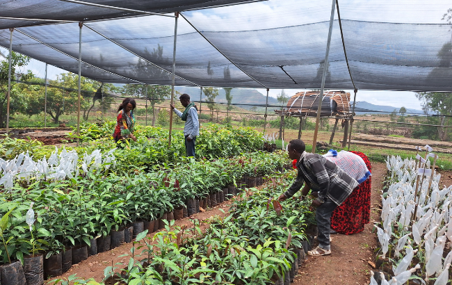 Workers looking after plants at the Nursery Shed established by the Multifunctional Agroforestry for Ethiopia: MAF4E project in Selekelaka, Tigray, Ethiopia with Dr Aster Gebrekirstos and beneficiaries. Credit: Kahsu.