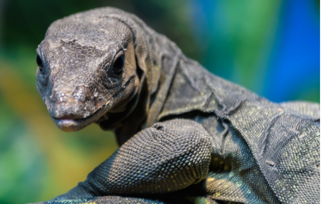 A spiny monitor