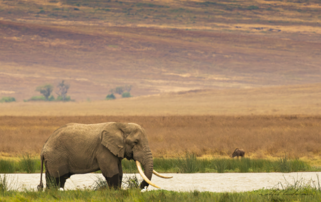 An image of an elephant at the water's edge in the Ngorongoro Conservation Area