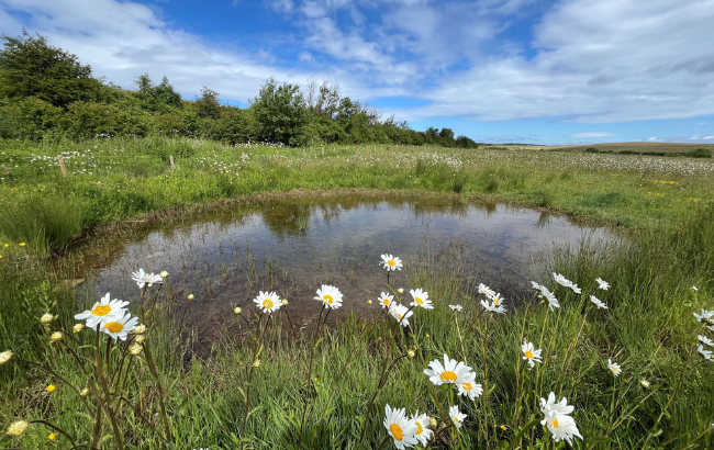 A photo of a pond in a field with wildflowers in the foreground and around the pond