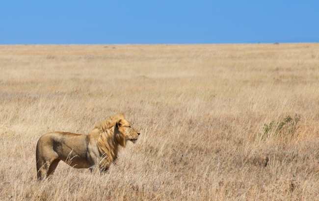 An image showing a lion in the African savannah
