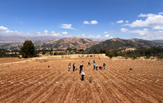 Image shows people in the middle of a field harvesting potatoes in Peru’s Central Andes, featuring mashua plants used as natural pest control against potato weevils. Credit: International Potato Centre (CIP)