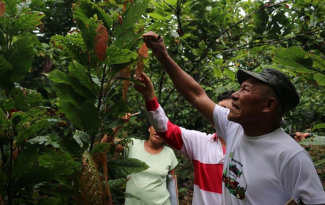 An image of farmers identifying pests through experience born of the soil - their knowledge is living science, nurtured by dialogue and daily practice. Credit: Oxford University