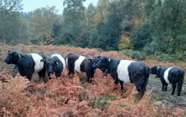 Belted Galloway cows grazing wild scrub with ferns
