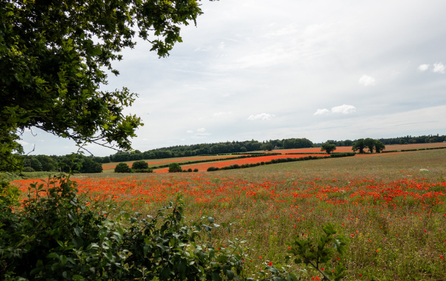 Fields with wild poppies growing.
